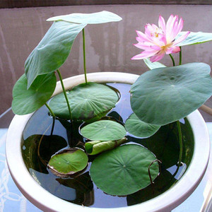 水培植物碗莲种子套餐迷你睡莲花种子四季种水生荷花绿植花卉盆栽