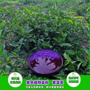 紫蓝草紫色植物染料红蓝草红兰叶五色米七彩染饭花草密蒙花蝶豆花