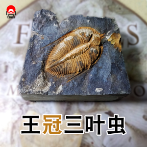 天然王冠三叶虫古生物动物化石原石考古标本客厅创意摆件饰品礼品