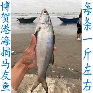 茂名市博贺港海捕马友鱼当天上岸发货新鲜海鱼午鱼海鲜水产鲜活