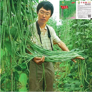 一米特长豆角摘不败高产豇豆种子春秋庭院田园易种蔬菜四季豆种籽