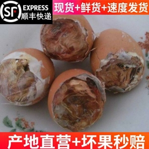 生的）半鸡半蛋15天毛鸡蛋40枚】新鲜山东农家烧烤食材烤喜蛋顺丰