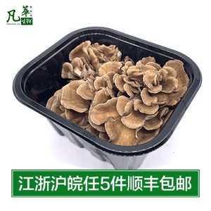 【凡萃生鲜】新鲜舞茸150g 舞茸菇 灰树花 活舞茸满5件包邮