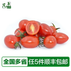 【凡萃生鲜】新鲜红圣女果500g 小番茄 樱桃番茄 沙拉满5件包邮