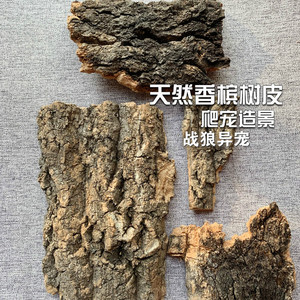 爬宠专用香槟树皮蜘蛛蝎子蜈蚣攀爬真树皮造景躲避木空气凤梨定植