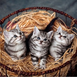 出售纯种美国短毛猫 美短加白宠物猫咪 折耳银虎斑起司猫活体幼猫