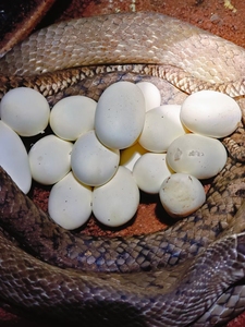 水律蛇蛋，受精蛇卵，孵化卵，药用养殖蛇