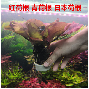 鱼缸淡水植物水族箱阴性新手红荷根青荷根日本荷根会开花的水草