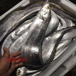 《纯野海鲜》广西北海野生海鲜 带鱼 刀鱼牙带鱼新鲜活体水产冷藏