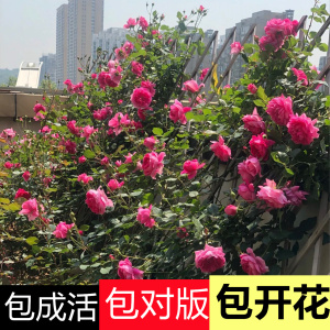 新手好养大游行藤本月季花苗大花浓香特大苗带花发货庭院爬藤欧月