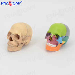 头骨模型拼装头颅骨教学模型可拆15部件骨骼彩色头骨模型美术石膏