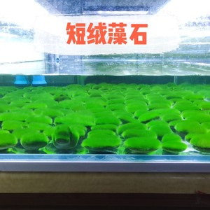 短绒藻长绒藻藻石绿藻种藻球绿藻苏虾藻绿苔种藻源鱼缸造景水草缸