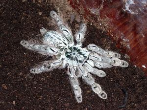多哥星团巴布1-3cm宠物蜘蛛 白色蜘蛛