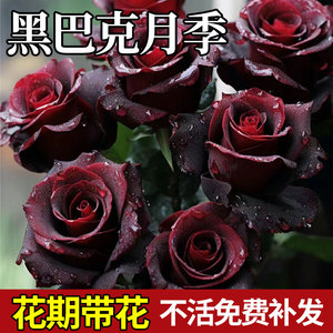 黑巴克玫瑰月季花盆栽老桩大苗丝绒暗红色四季开阳台庭院花卉绿植