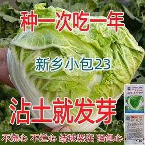 真好吃新乡小包23火锅菜甜白菜籽四季播种早熟大白菜小包头菜种籽