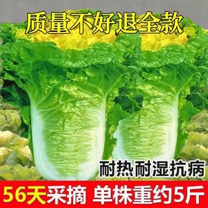 北京小杂早熟黄心大白菜种籽春夏秋包心白菜种高产抗病蔬菜种子
