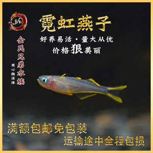 霓虹燕子鱼 活体小型灯科鱼热带鱼观赏鱼 种鱼 上海本地渔场养殖