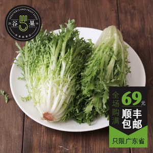 【谷果】新鲜苦叶生菜250g苦菊苦苣沙拉菜 健身餐 广东省满69包邮