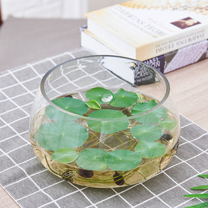 水培植物玻璃瓶透明器皿绿萝水培容器大号创意花瓶多功能水养花盆