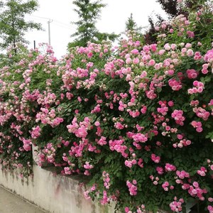 爬藤月季墙薇红木香花苗爬藤植物四季庭院浓香型爬墙攀爬树苗