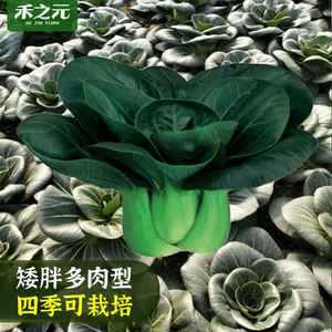 苏州青油菜种子大全小白油菜上海青蔬菜籽四季春夏秋冬季种孑农家 阿里巴巴找货神器