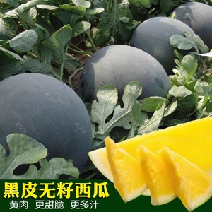 黑皮黄瓤无籽西瓜种子超甜水果甜籽四季春季懒汉南方种籽蔬菜种孑