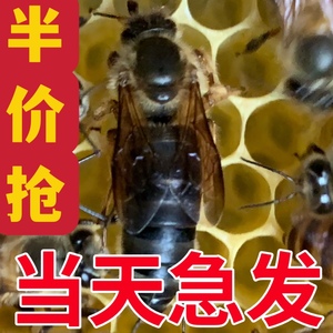 中蜂蜂王新高产土蜂广西蜜蜂活体产卵王杂交阿坝双色开产王热买中