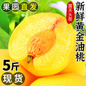 黄金蜜油桃当季现摘黄肉蜜桃新鲜桃子脆甜桃孕妇水果整箱包邮5
