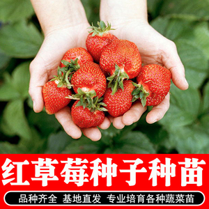 草莓种子四季种秧苗草莓种籽室内蔬菜水果植物阳台观花卉盆栽种子
