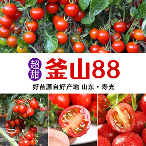 釜山88矮生番茄种苗樱桃圣女果秧苗小黑西红柿籽早熟高产阳台盆栽