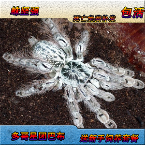 多哥星团巴布1-16厘米白色花纹宠物蜘蛛经典树栖活体蜘蛛另类宠物