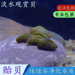 淡水贻贝瓜子蚌河蚌活体河贝过滤藻类净化水质水族观赏河蚌