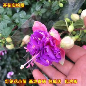 倒挂金钟盆栽重瓣灯笼花小苗吊钟花海棠花宝莲灯阳台花卉四季开花