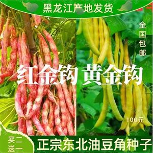 黄金钩豆角种子东北红金钩豆角籽黑龙江四季芸豆鼓豆面豆角籽高产