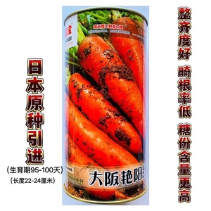 日本进口胡萝卜种子大阪艳阳红橙红口感脆嫩高产抗病商品性佳春秋