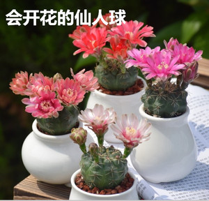 绯花玉开花的仙人球盆栽仙人掌室内多肉植物办公室电脑防辐射包邮 阿里巴巴找货神器