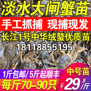 固城湖淡水大闸蟹苗鲜活水产品小螃蟹稻田毛蟹幼苗养殖中华绒螯蟹