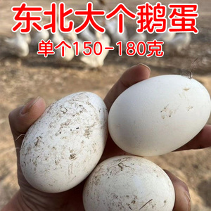 东北特大个鹅蛋150-170g农家散养新鲜土鹅蛋新鲜孕妇鲜鹅蛋12枚