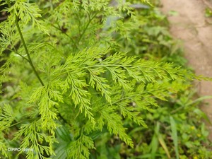 金粉蕨 小野鸡尾 解毒蕨 小金花草 水金鸡尾 孔雀尾 金粉蕨苗