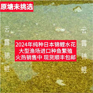 2024日本纯种进口锦鲤水花鱼苗血统红白昭和丹顶红草冷水小鱼幼苗