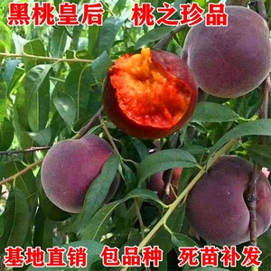 【中华黑桃王】黑桃苗特大良种桃树苗巨型桃树果苗嫁接桃树新品种