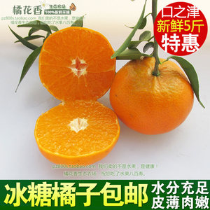 口之津现摘5斤包邮新鲜天自然健康水果褚橙子桔子橘子丑柑冰糖橘