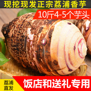 大芋头香芋新鲜荔浦农家广西桂林特产蔬菜槟榔芋紫藤芋10斤
