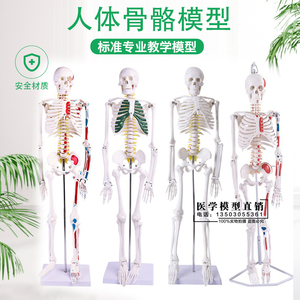 人体骨骼模型45 85CM骨架模型 人体脊柱脊椎模型医院用骨骼骷髅