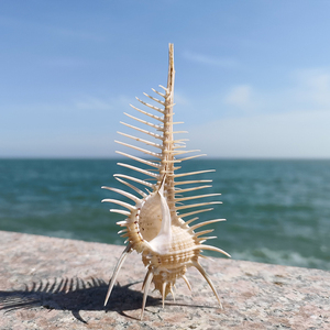天然海螺贝壳维纳斯骨螺刺螺鱼缸装饰创意收藏摆件地台造景水族馆