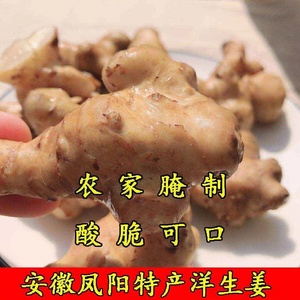 安徽凤阳特产洋生姜腌制咸菜洋姜腌泡酸开胃小菜农家自制500g
