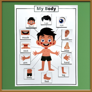 身体部位英文磁贴幼儿园儿童认知身体部位结构挂图英语教具