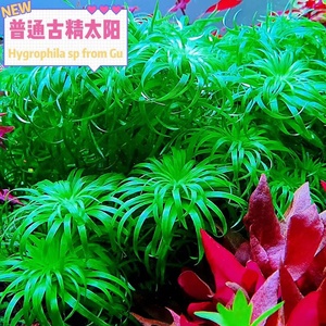 普太绿太阳古精谷精太阳水下叶活体植物草缸造景装饰淡水中后景