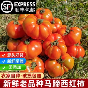 贵州农家自种老品种土番茄露天成熟马蹄西红柿天然毛辣果丑西红柿