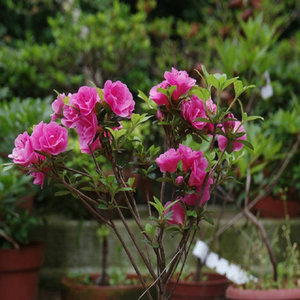 日本皋月杜鹃花品种苗四季小玫瑰杜鹃花盆景庭院室内植物盆栽